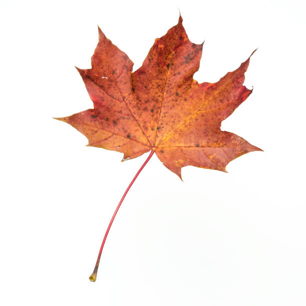 istock Autumn leaf with a petrel like fire 1147617609