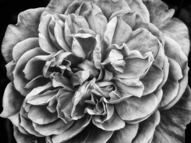 istock single monochrome rose in closeup with shadows on a dark background 1147618655