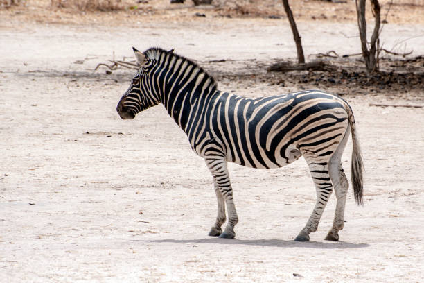 istock Plains Zebra (Equus quagga), wild life animal 1147619033