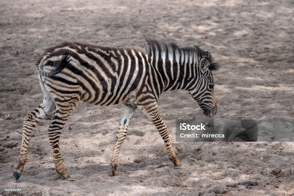 Un adorable bebé cebra caminando. - Foto de stock de Aire libre libre de derechos