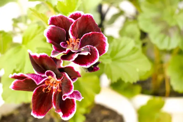 Dark red Pelargonium plant in the garden during spring.