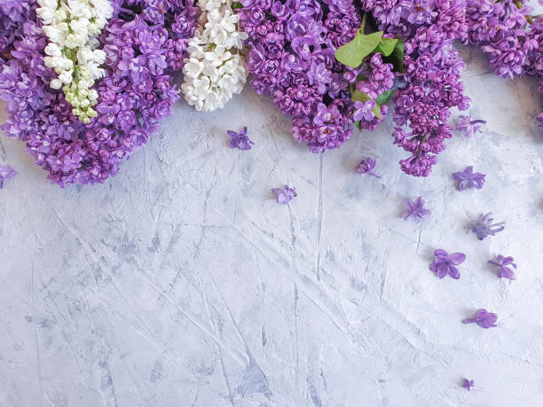 istock lilac flower on black concrete frame background 1147620787