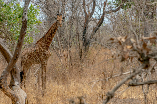 istock Giraffe on nature background, Natural environment..West Africa, Senegal 1147620979