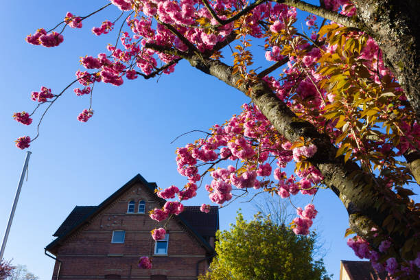 istock almond tree blossom in street at april springtime 1147621124