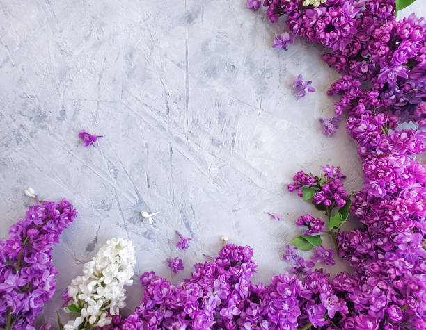 istock lilac flower on black concrete frame background 1147621292