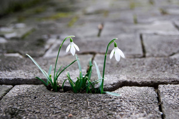 Snowdrops growing through the crack in the tiled sidewalk stock photo