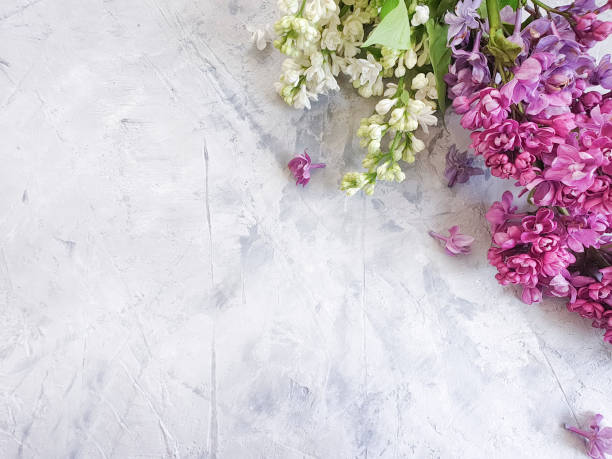 istock lilac flower on black concrete frame background 1147623221