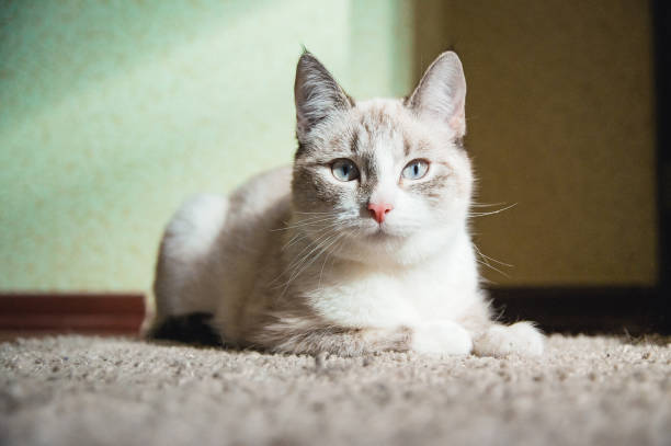 gato branco que encontra-se em um tapete em um quarto e que olha reto - rumbling - fotografias e filmes do acervo