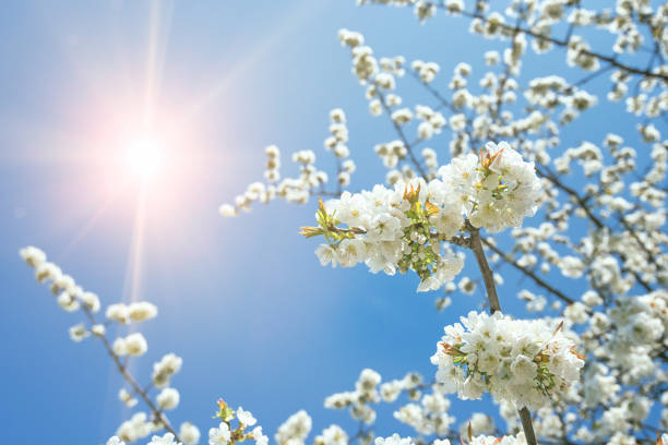 árbol de flores en primavera con sol - sky spring sunlight clear sky fotografías e imágenes de stock