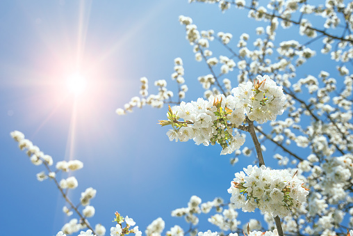 Fresh new picture from apple and cherry blossom tree in springtime. Low angle view directly into the sky with bright colors and sunlight at daytime.