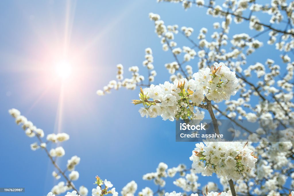 blossom tree in springtime with sun Fresh new picture from apple and cherry blossom tree in springtime. Low angle view directly into the sky with bright colors and sunlight at daytime. Springtime Stock Photo