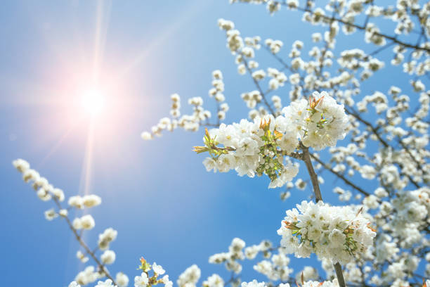 blossom tree in springtime with sun - agriculture beauty in nature flower clear sky imagens e fotografias de stock