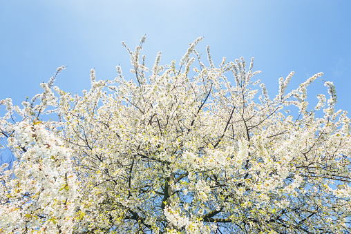 Blooming spring branches on the background of blue sky