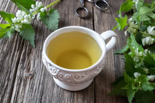 A cup of white dead-nettle tea with fresh blooming Lamium album plant