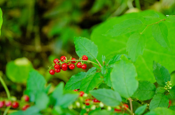 istock Wild Bermuda Pepper shows its brilliant red berries among the springtime greens 1147625521