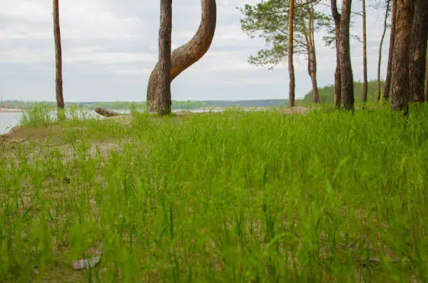 Photo of Pine forest near the lake. Quarry with a lake with a fir forest