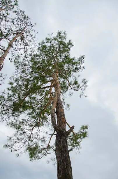 Photo of Pine forest near the lake. Quarry with a lake with a fir forest