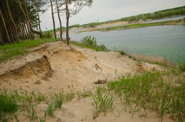 Photo of Pine forest near the lake. Quarry with a lake with a fir forest