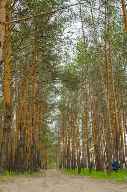 Photo of Pine forest near the lake. Quarry with a lake with a fir forest