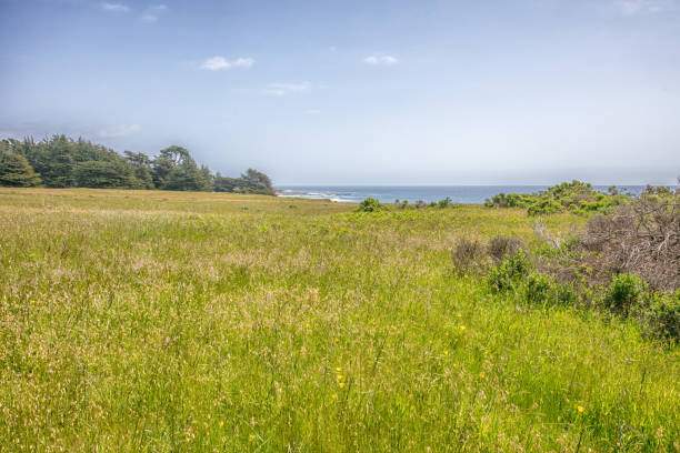 istock California Meadow by Pacific Ocean 1147627353