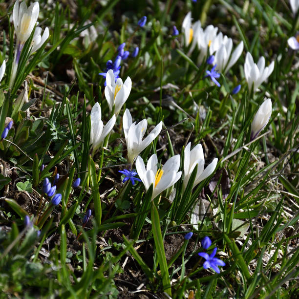bukiet białego krokusa albiflorus w środowisku naturalnym - snow crocus flower spring zdjęcia i obrazy z banku zdjęć