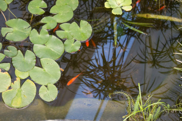 istock Koi Fish in a Pond 1147628971
