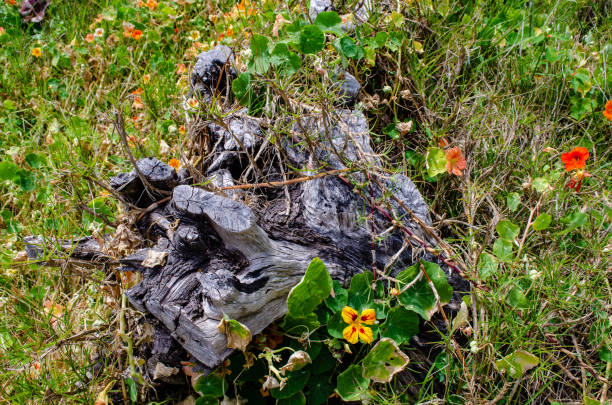 istock A stump surrounded by Nasturtium at Spittal Pond, Bermuda 1147630515