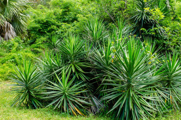 istock A cluster of spanish bayonet 1147630610