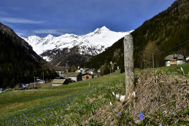 blick auf chiareggio im frühling. - snow crocus flower spring stock-fotos und bilder