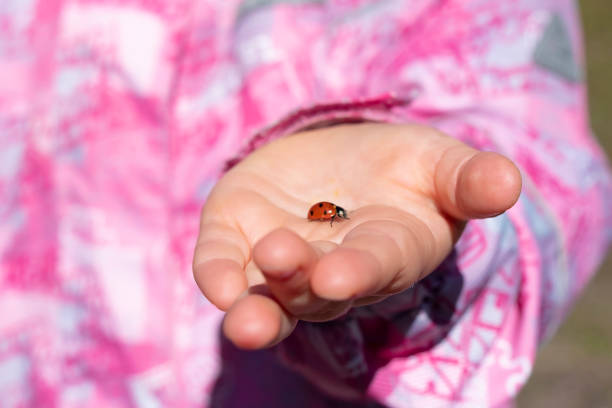 istock A child, girl, holds a beetle in his hand, a ladybug. 1147632093