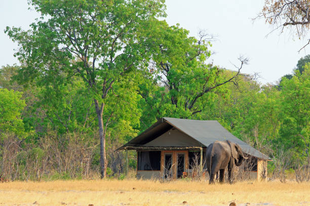 Elephant walking through an African Safari camp beside a thatched chalet