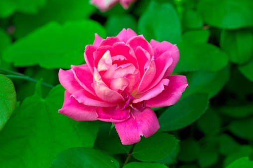 Hot pink double knockout rose from a spring southern garden