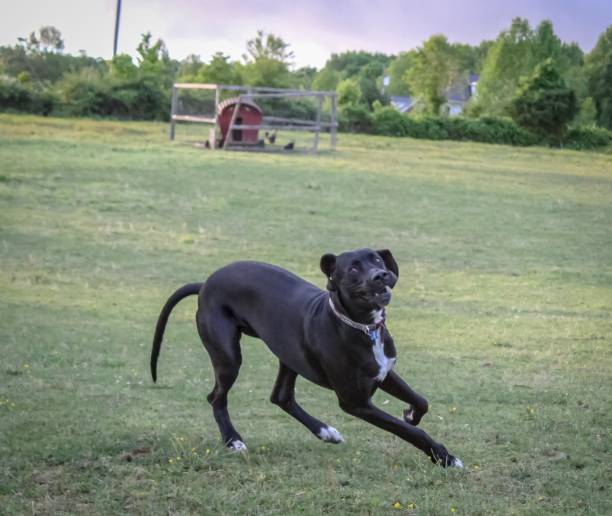 istock Happy Healthy Great Dane running in Meadow 1147633506
