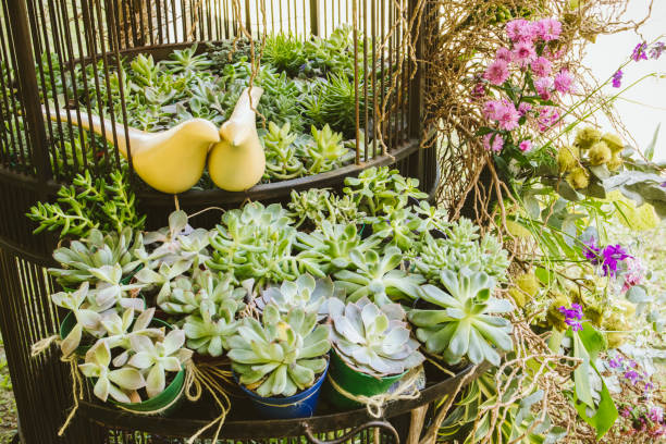 istock Wedding decoration with bird cage and succulent plants 1147635557