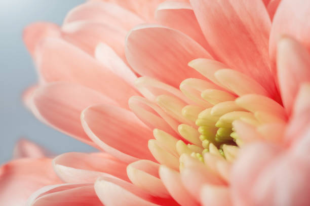 istock Trendy coral colored chrysanthemum close up. 1147635762