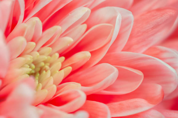 istock Trendy coral colored chrysanthemum close up. 1147635763