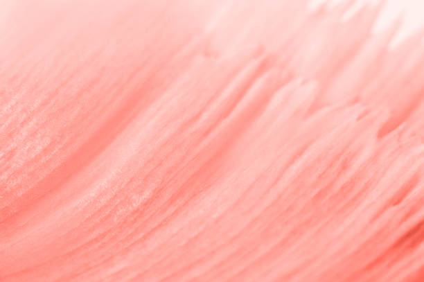 Photo of Trendy coral colored floral background