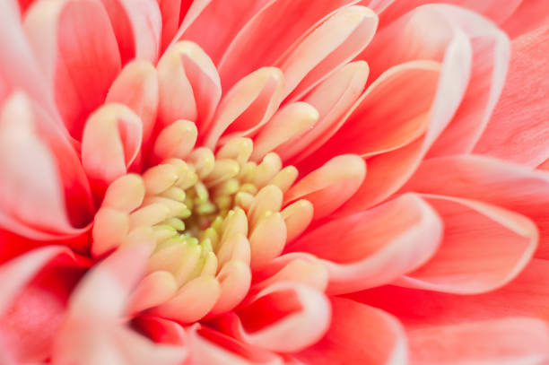 istock Trendy coral colored chrysanthemum close up. 1147635776