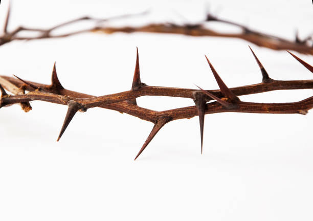 Crown of thorns isolated on white background, copy space (religion, Christianity, faith concept) Crown of thorns isolated on white background, copy space (religion, Christianity, faith concept) thorn photos stock pictures, royalty-free photos & images