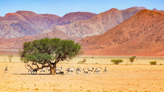 Herd of oryx standing near a fountain under a tree in Namib desert panorama with large mountains in the background.