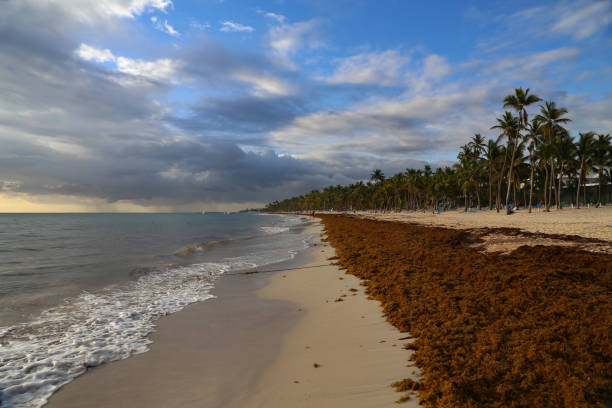 istock Sea kelp is stranded on the beaches 1147638313