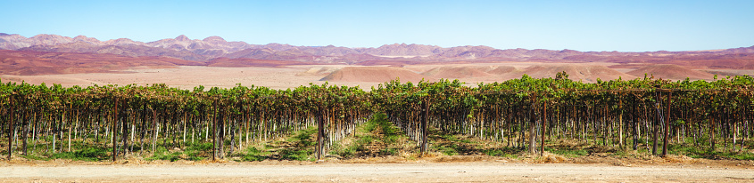 Panoramic view of a Namibian vineyard in the southern area with a mountain range in the background