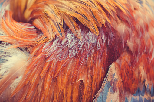 Red rooster feathers sticking out in different directions as a background or backdrop