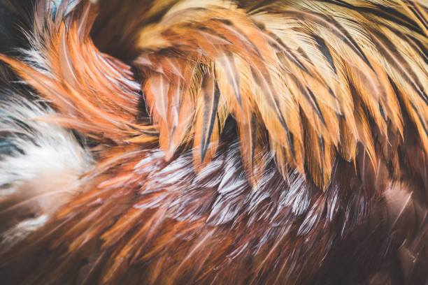 istock Brown feathers sticking out in different directions as a background or backdrop 1147641318