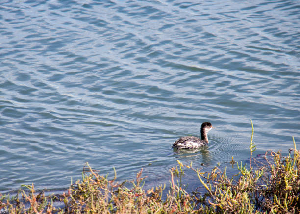 istock Tijuana River National Estuarine Research Reserve 1147643313