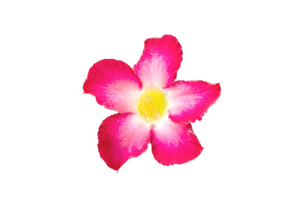 istock Adenium flowers isolated on white background. 1147644182