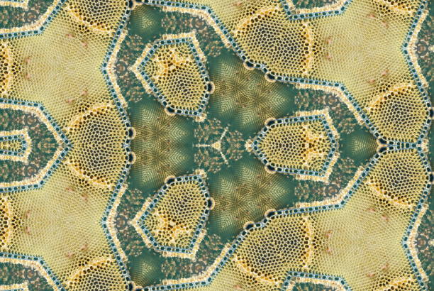 Creative Hexagon Mandalas Inspired by Honeycomb Honeycomb is naturally Repetitive and Uniformly Set Out. Extending on the Hexagonal Nature of Beehives, the Honeycomb has bee manipulated to makes Mandalas. These are Digitally Designed Modern Style Nature Inspired Mandalas of Honeycomb from my Photographic Images. beehive new zealand stock pictures, royalty-free photos & images