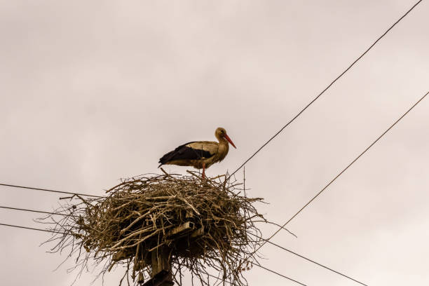 istock Storks in nest on a high electric pole 1147653208