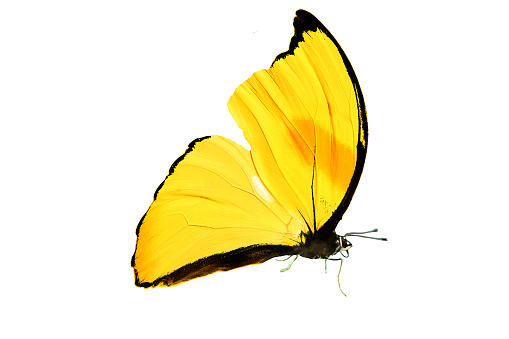 istock beautiful butterfly with yellow wings and paws. isolated on white background 1147654612