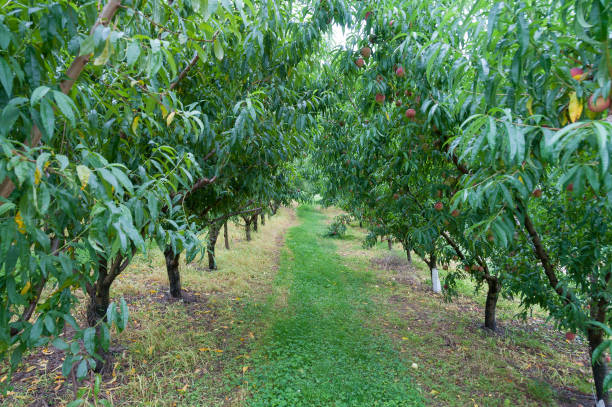 istock Fruit trees with ripe juicy fruits hanging from branches 1147656493